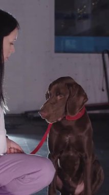 Big brown german shorthaired dog barks on command of his female owner. Mid shot