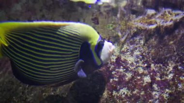 Canlı renklere sahip tropik imparator melek balığı kayalık mercan resiflerinin yanında yavaşça yüzüyor.