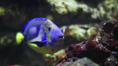 Bir akvaryumda mercan resifinin yakınında yüzen palet cerrah balığı. Güzel bir su yaban hayatı.