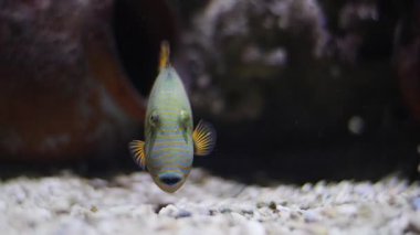 Tuzlu su akvaryumunun kumlu dibinde yüzen ilginç tropikal portakal saksısı balığı.