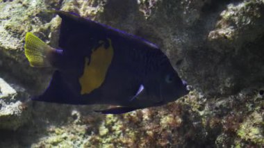 Sarı kuyruklu melek balığı, makulosus melek balığı olarak da bilinir, kayalık bir habitatta zarifçe yüzer.