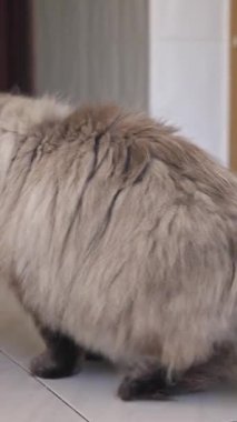 Yumuşak, sevimli kedi fayans zemininde oturur ve yalardı. Orta çekim