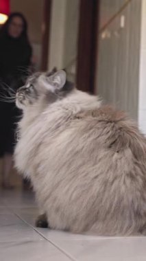 Şirin tüylü kedi fayanslı zeminde oturuyor ve bir kadın geçiyor. Orta çekim