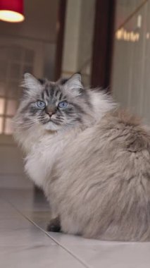 Kiremit zeminde pofuduk şirin kedi oturuyor. Orta çekim