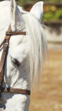 Beyaz eyerli at dışarıda, arenada. Orta çekim
