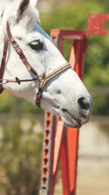 Binicilik sporu. Açık havada beyaz bir ata binen biri. Orta çekim