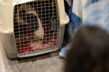 Siyah ve beyaz köpek plastik bir taşıyıcının içinde metal şebeke kapısından içeri bakıyor.