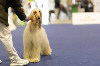 Afgan tazı sabırla ayakta duruyor, bir sergide idarecisi tarafından yargılanıyor.