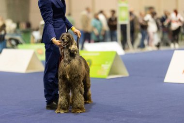 Rekabetçi bir köpek şovunda Afgan av köpeği, eğitmeninin yanında duruyor.