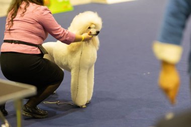Köpek güzellik yarışmasında köpek bakıcısı tasmalı kanişi sunar.