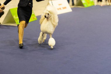 Köpek şovu sırasında beyaz standart kaniş halının üzerinde yürür.
