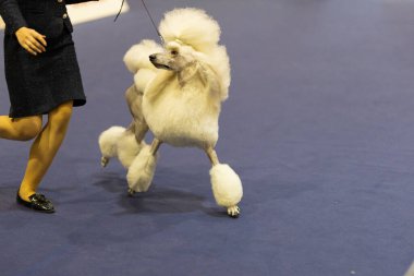 Beyaz standart kaniş mavi katta köpek şovu organizasyonunda idareciyle birlikte koşuyor.