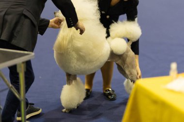 Beyaz standart kaniş, bir köpek şovunda eğitmenlerden son ayarlamaları alıyor.