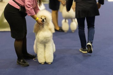 Bir köpek şovunda mavi bir halıda beyaz bir kanişin üzerinde mükemmel bir şekilde hazırlanmış bir köpek bakıcısı duruyor.