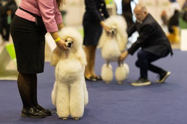 Köpek gösterisi sırasında tüylü standart bir kaniş sunan amir.