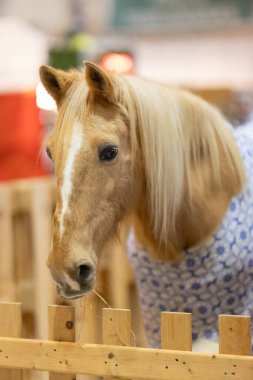 Beyaz ve mavi desenli battaniye giyen at ahşap bir çitin arkasında duruyor.