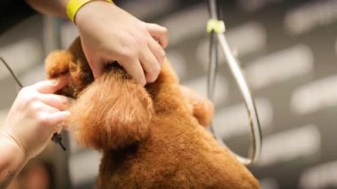 Profesyonel bir kuaförde, sevimli kahverengi bir kanişin kürkünü dikkatlice budamak için makas kullanıyor.