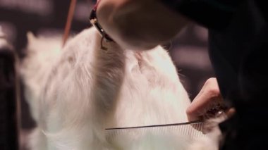 Bir kuaförde küçük beyaz bir köpeğin tüylerini biçmek için makas ve tarak kullanan profesyonel bir hayvan tımarcısı.