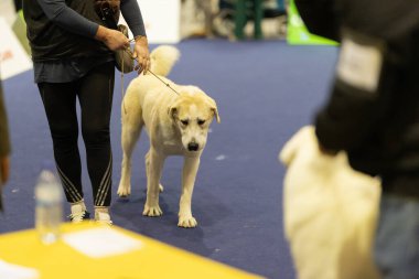 Köpek bakıcısı, açık renkli köpek tasmasını mavi halıda gezdiriyor.