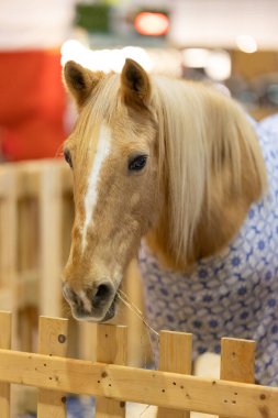 Palomino atı yüzünde beyaz bir alevle ahşap bir çitten saman yiyor.