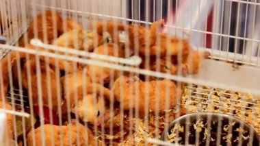 Bir sürü yeni doğmuş sevimli kemirgen, talaş tozu ve yemek kasesiyle bir kafesin içinde emekliyor.