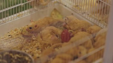 Bir sürü tatlı planör bir evcil hayvan dükkanında bir kafeste uyuyor ve sarılıyor.