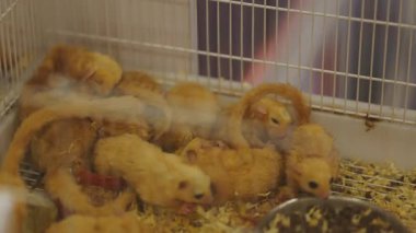 Pek çok küçük planör, ahşap talaşlarıyla birlikte tel bir kafesin içindeki yemek kaselerinden birlikte yemek yiyor.