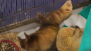 Bir kafeste dinlenen birkaç sevimli dağ gelinciği ve bir yudum su.