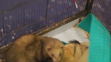 Bir kafeste iki evcil dağ gelinciği ve bir yudum su.