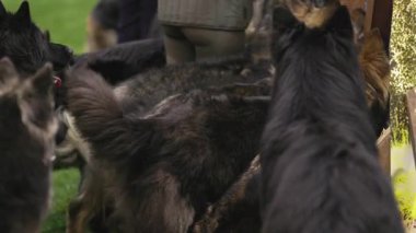 Büyük bir grup aç Alman çoban köpeği üreme kulübesinde sabırsızlıkla yemek bekliyor.