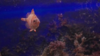 Tekli capros aper, aynı zamanda tahta balığı olarak da bilinir, derin mavi bir su akvaryumunda yüzer.