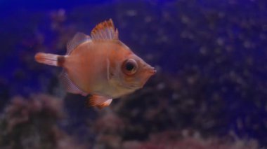 Mercan resifi arka planında koyu mavi bir akvaryumda yüzen büyük gözlü tek kişilik bir kayabalık.