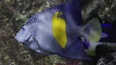 Sarı melek balığı pomacanthus maculosus zarif bir şekilde diğer tropikal balıklarla yüzüyor.