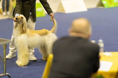 Bir yarışmada yargıç tarafından değerlendirilmek üzere zarif bir Afgan av köpeğini sunar.