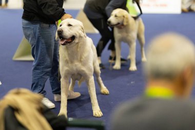 Büyük beyaz köpek, bir sergide mavi halıda sahibiyle gururla durur.