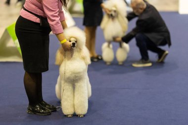 Kapalı alan köpek yarışması sırasında beyaz bir kanişi sunan amir.