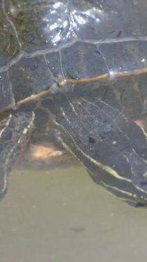 Parktaki gölette kaplumbağa. Orta çekim