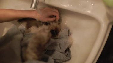 Sahibi beyaz seramik lavaboda küçük tüylü bir kediyi sıcak suyla yıkıyor.