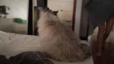 Sevecen sahibi yatak odasında yumuşak gri bir havluyla tatlı, ıslak bir kediyi nazikçe ovuyor ve kurutuyor.