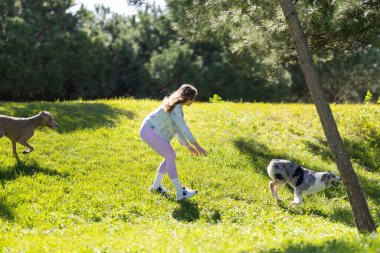 Güneşli bir günde yeşil bir parkta kadın ve iki köpek yakalama oyunu oynuyorlar.
