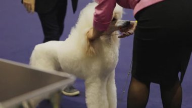 Amiriniz yarışma sırasında yarışmada jüri olması için iyi hazırlanmış beyaz bir kaniş hazırlıyor.