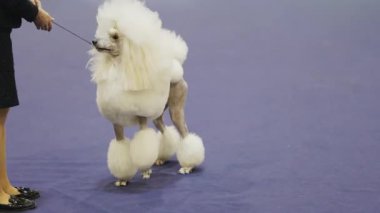 Seçkin safkan köpek yarışması sırasında tasmayla koşan standart bir kaniş.