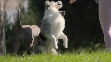 Bir Weimaraner eğiten bir kadın ve yeşil çimenli güneşli bir parkta ödüllü bir Avusturyalı çoban.