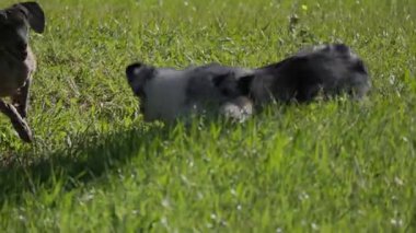 Enerjik Avustralyalı çoban ve weimaraner yavruları güneşli bir parkta birlikte koşup oynuyorlar.