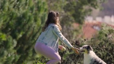 Genç bir kadın, parkta oynarken patisini sallaması için sevimli Avusturyalı çoban köpeğini eğitiyor.