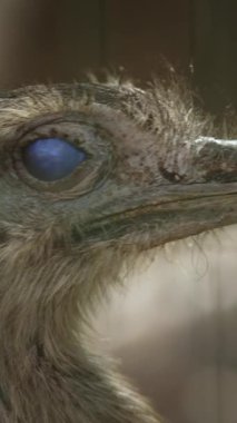 Bulanık bir arkaplanı olan devekuşunun kafasının yakın çekimi