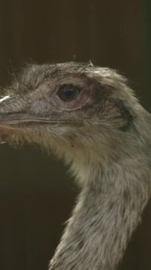 Bulanık arkaplanı olan bir devekuşunun yakın çekimi