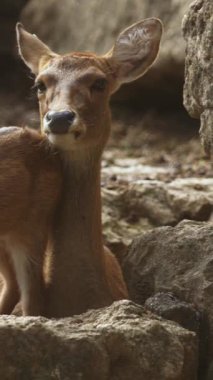 Kayalık bir yamacın tepesinde duran bir grup geyik.