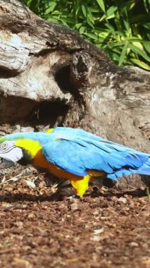Yerde duran mavi ve sarı bir papağan.