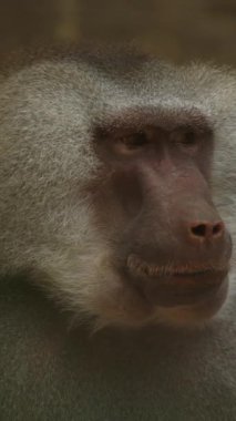 Bulanık arkaplanı olan bir maymunun yakın çekimi